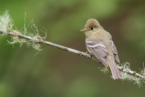 Pacific Slope Flycatcher (Empidonax difficilis) perched on a branch in Victoria, BC, Canada