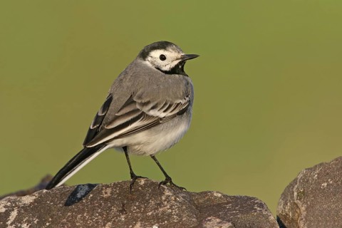 White Wagtail (Motacilla alba), Rhineland-Palatinate, Germany