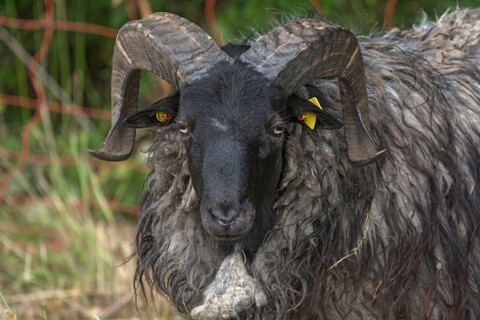 Portrait of male black-headed sheep (Ovis aries Linnaeus), Mecklenburg-Western Pomerania, Germany