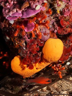 Agelas oroides (Agelas oroides) in the sea, dive site Giens Peninsula, Mediterranean Sea,