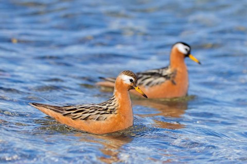 Red phalarope, grey phalarope (Phalaropus fulicarius) pair, male and female in breeding plumage in