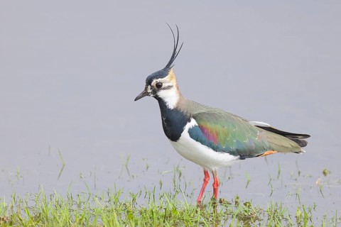 Lapwing (Vanellus vanellus), in splendid plumage, foraging on a bank, nature reserve on the Rhine,