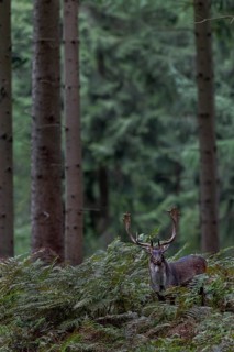 A fallow deer (Dama dama) on its way to the main rutting ground, autumn, rut, fallow deer rut,