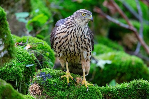 Goshawk (Accipiter gentilis) Germany