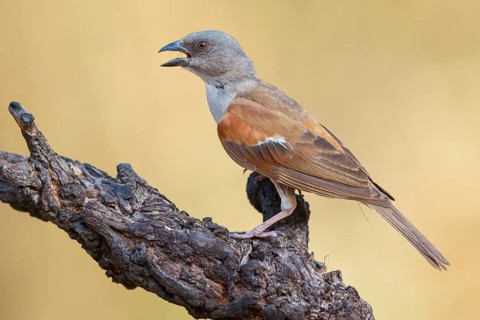 Grey-headed Sparrow, Passer griseus, Northern Grey-headed Sparrow, Northern Grey-headed Sparrow,