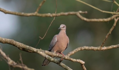 Spotted dove or eastern spotted dove (Spilopelia chinensis) on a tree branch, Sreepur, Gazipur,