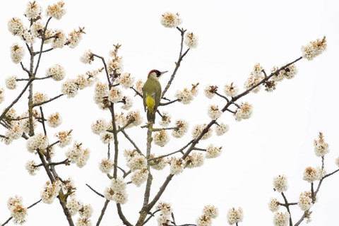 A green woodpecker (Picus viridis) sitting on a flowering branch against a light-coloured