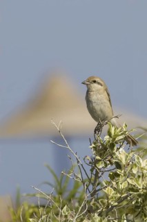 Isabelline Shrike (Lanius isabellinus), El Quseir, Egypt