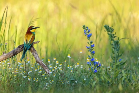 Bee-eater, (Merops apiaster), perch, meadow with wildflowers, Tiszaalpár, Kiskunsági National Park,