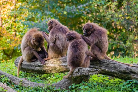 Four female Gelada (Theropithecus gelada), or bleeding-heart monkey sit on a log, each grooms each
