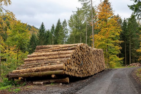 Logging in the Harz Mountains, forest work, Goslar, Lower Saxony, Germany