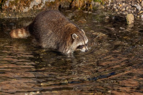 One Raccoon, Procyon lotor, looking for food between the pebbles in shallow water