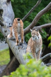 One Eurasian lynx, (Lynx lynx), walking down on a fallen tree. Side view with green forest in the
