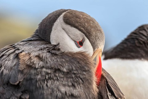 Puffin (Fratercula arctica) resting its head in its feathers, portrait, Latrabjarg, Westfjords,