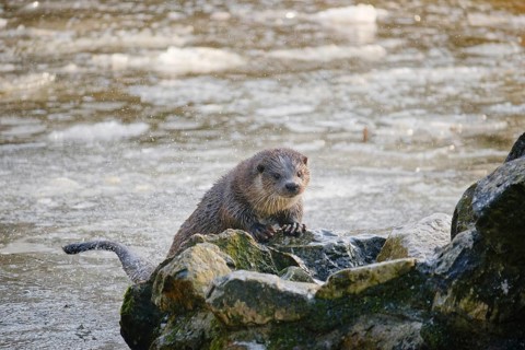 Eurasian otter (Lutra lutra) resting on mossy rock in fast flowing river with splashing water,