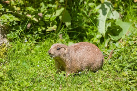 A black-tailed prairie dog sits on fresh green vegetation, searching for food on a bright sunny day