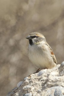 Dead Sea Sparrow (Passer moabiticus) male, Turkey