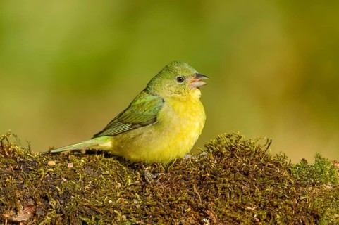 Painted Bunting (Passerina ciris) female on ground, Texas, USA