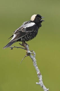 Bobolink (Dolichonyx oryzivorus) singing, Ontario, Canada