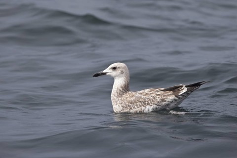 Caspian Gull (Larus cachinnans) juvenile, Baltic Sea, Germany