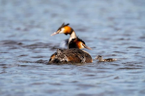 Great Crested Grebe (Podiceps Scalloped ribbonfish), with chicks, Vulkaneifel,