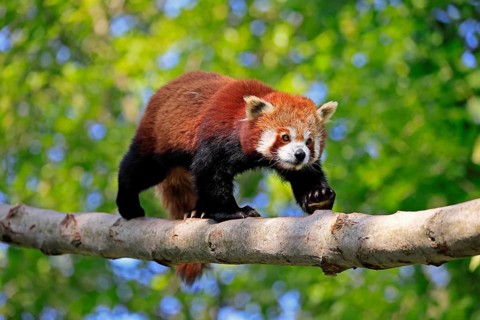 Western Red panda Ailurus fulgens), adult, on tree trunk, running, captive, Himalayas, Central Asia