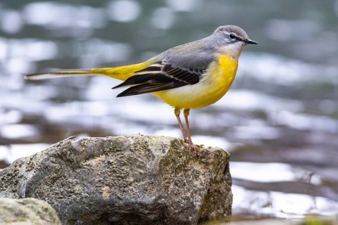 Grey wagtail (Motacilla cinerea) Germany