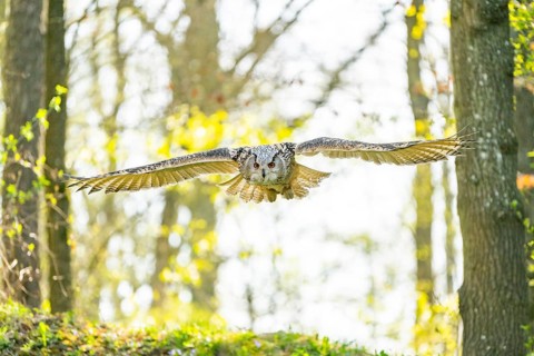 Eurasian eagle-owl (Bubo bubo) landing, captive, Bavaria, Germany