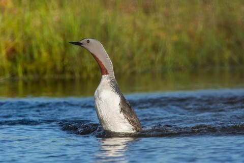 Sterntaucher (Gavia stellata) Red-throated Diver