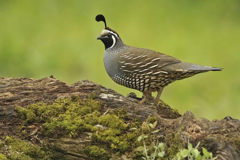 California Quail (Callipepla californica) male, Canada
