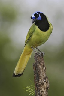 Green Jay (Cyanocorax luxuosus), Texas, USA