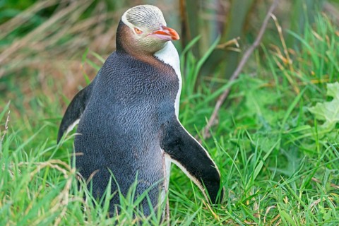 Yellow-eyed Penguin (Megadyptes antipodes), Otago Region, South Island, New Zealand