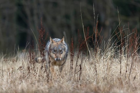 One young male eurasian gray wolf (Canis lupus lupus) running over a meadow. Dark forest in the