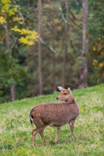 One female Manchurian sika deer or Dybowski's sika deer (Cervus nippon mantchuricus or Cervus