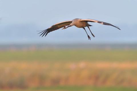 Common Crane (Grus grus) flying, Mecklenburg-Western Pomerania, Germany