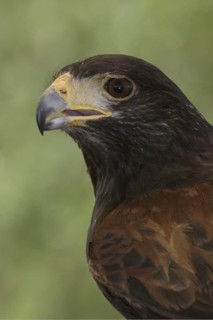 Harris's Hawk (Parabuteo unicinctus), Arizona, USA
