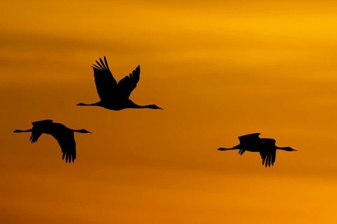 Crane (Grus grus), Hornborgorsjön, Sweden