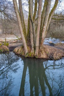 Winterladscape of a swamp with water and trees, Lengenbach, Deining, Upper Palatinate, Bavaria,