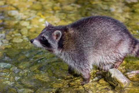 One adult Raccoon (Procyon lotor), stands in the shallow water of a creek and looks for food