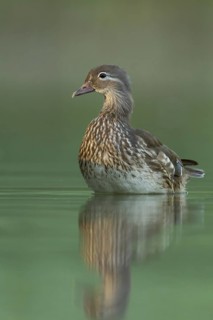 Mandarin Duck (Aix galericulata) female, St. Gallen, Switzerland