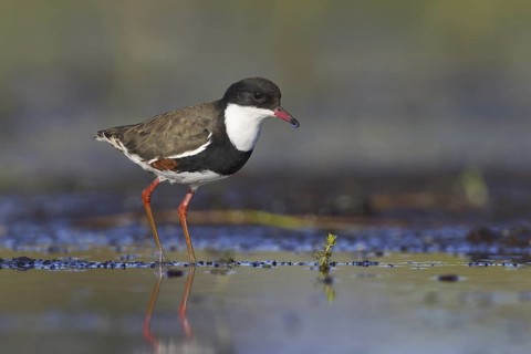 Red-kneed Dotterel (Erythrogonys cinctus), Victoria, Australia