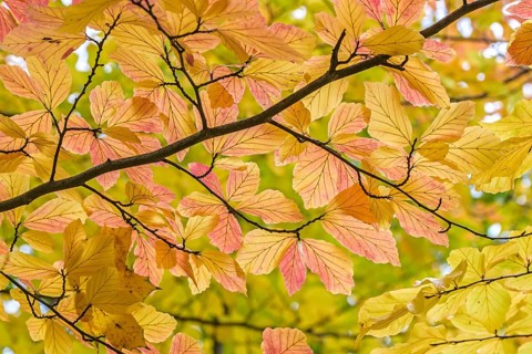 Persian ironwood (Parrotia persica), Treptower Park, Federal Republic of Germany