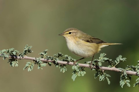 Common Chiffchaff (Phylloscopus collybita), Eilat, Israel