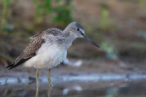 Common Greenshank (Tringa nebularia), North Rhine-Westphalia, Germany