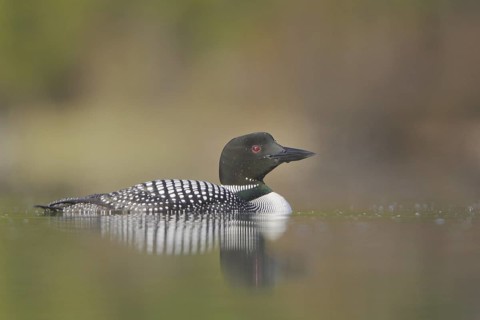 Great Northern Loon (Gavia immer), British Columbia, Canada