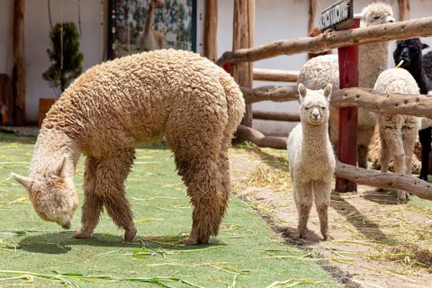 Alpaca and Llama Farm, near Cusco, Peru