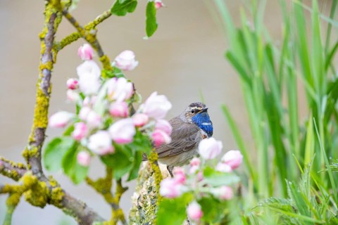 Bluethroat (Luscinia svecica cyanecula) ml Germany