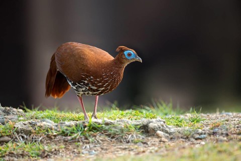 Crested Fireback (Lophura ignita rufa) female, Pahang, Malaysia