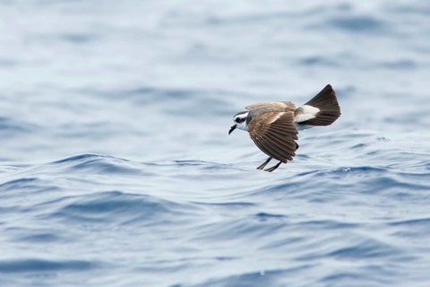 White-faced Storm Petrel (Pelagodroma marina) flying, Victoria, Australia