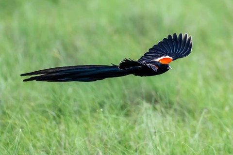 Long-tailed widowbird (Euplectes progne) in flight, South Africa